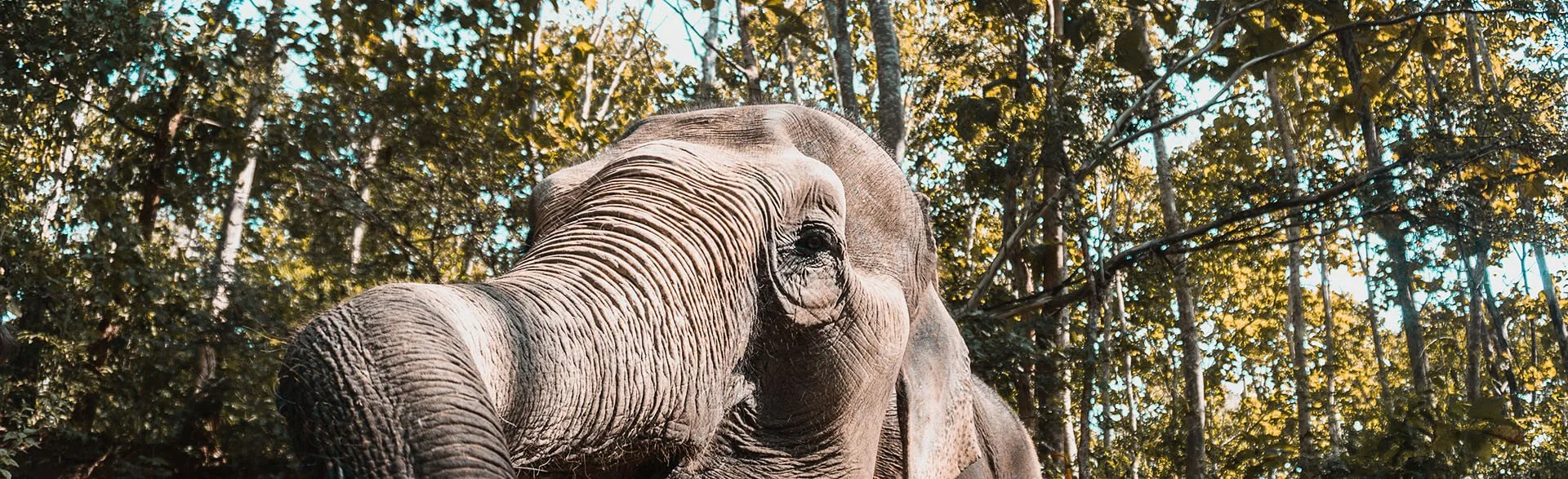 Elephant at Elephant Nature Park, the best elephant sanctuary in Chiang Mai.