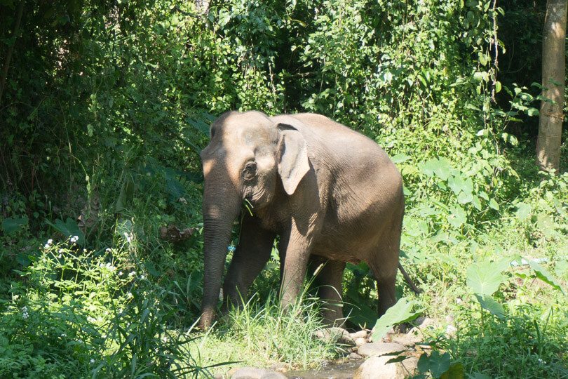 Elephant munching at Sunshine for Elephants sanctuary in Chiang Mai.