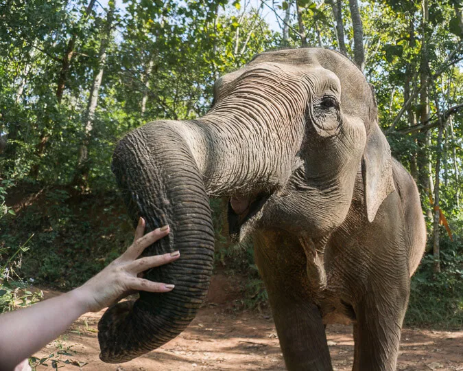 Happy elephant at a sanctuary in Chiang Mai, Thailand.
