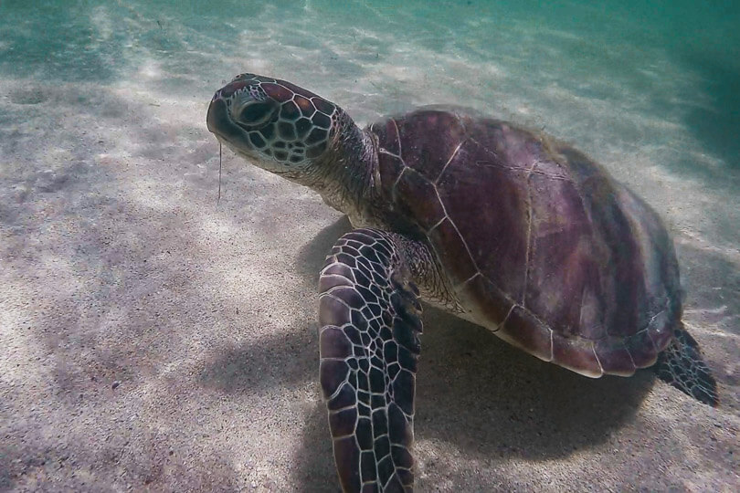 Monty, the turtle found swimming off the coast of Ilot Maitre beach in New Caledonia.