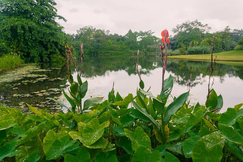 Singapore Botanical Gardens.
