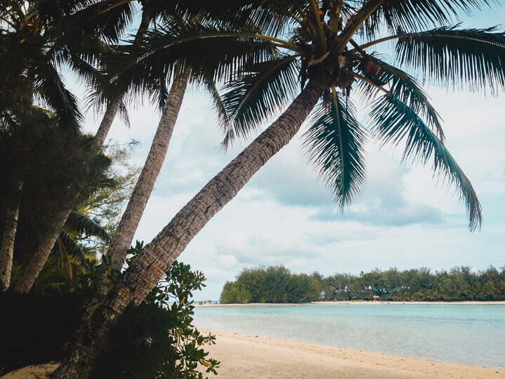 A palm tree on Muri Beach in Rarotonga.