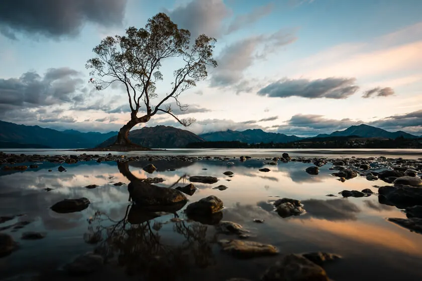 That Wanaka Tree in New Zealand South Island.
